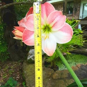 Amaryllis Flowering Bulb Plant